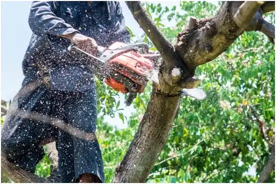 tree services Wilburton